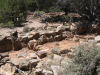 Ruin of Tusayan Pueblo near the south rim, Grand Canyon, AZ